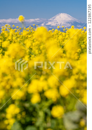 <Kanagawa Prefecture> Mount Fuji and a field of rapeseed flowers in full bloom <Kanagawa Prefecture> Mount Fuji and a field of rapeseed flowers in full bloom 122867195