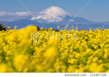 <Kanagawa Prefecture> Mount Fuji and a field of rapeseed flowers in full bloom <Kanagawa Prefecture> Mount Fuji and a field of rapeseed flowers in full bloom 122867196