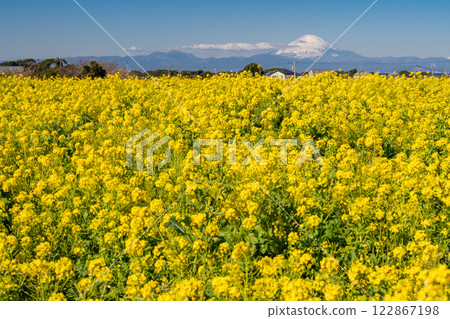 <Kanagawa Prefecture> Mount Fuji and a field of rapeseed flowers in full bloom <Kanagawa Prefecture> Mount Fuji and a field of rapeseed flowers in full bloom 122867198