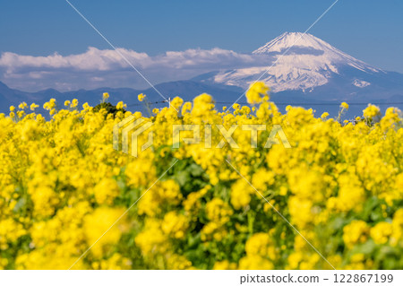 <神奈川縣>富士山與盛開的油菜花田 122867199