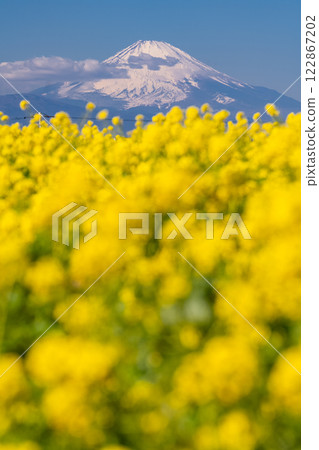 <神奈川縣>富士山與盛開的油菜花田 122867202