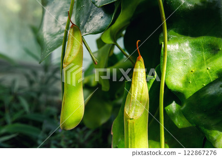 Exotic pitcher plant with spotted cup dangles gracefully in humid tropical greenery. Red rim elongated chamber suggest unique carnivorous adaptation,  predatory botany and evolutionary traits 122867276