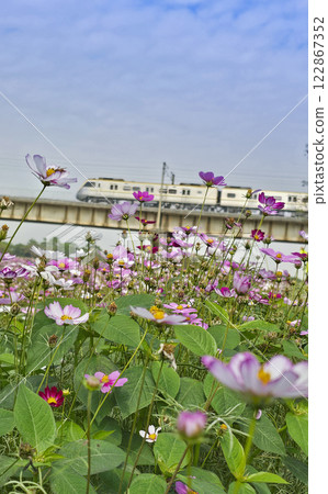屏東下淡水溪舊鐵橋花海 122867352