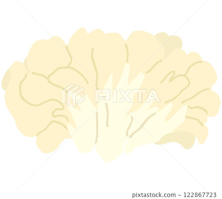 Illustration of white maitake mushroom 122867723
