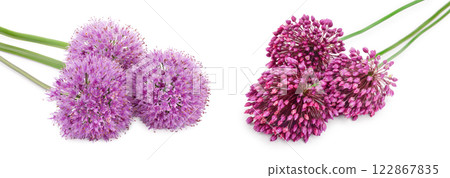 the flower of wild garlic isolated on white background. 122867835