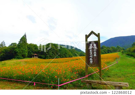 Cosmos in full bloom, Autumn cherry blossoms, Cosmosberg, Omoshiroyama Plateau Cosmos in full bloom, Autumn cherry blossoms, Cosmosberg, Omoshiroyama Plateau 122868012