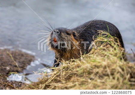 A nutria or coypu (Myocastor coypus) stands on the bank of a frozen pond 122868075