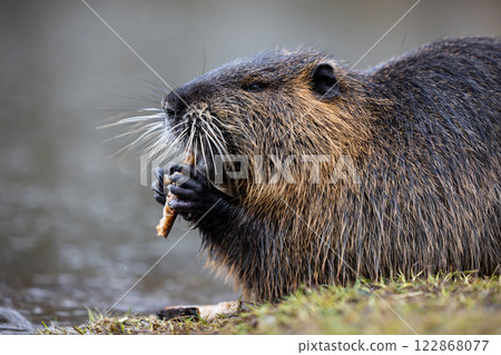 A nutria or coypu (Myocastor coypus) nibbles on a slice of bread on the bank of a pond 122868077