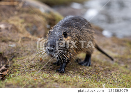 A nutria or coypu (Myocastor coypus) stands on the bank of a pond A nutria or coypu (Myocastor coypus) stands on the bank of a pond 122868079