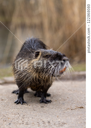 A nutria or coypu (Myocastor coypus) stands on the bank of a pond 122868080