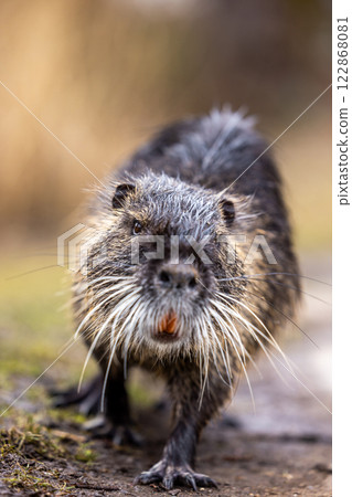 A nutria or coypu (Myocastor coypus) 122868081