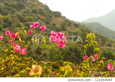 Red Bougainvillea Flowers with Green Foliage 122868089