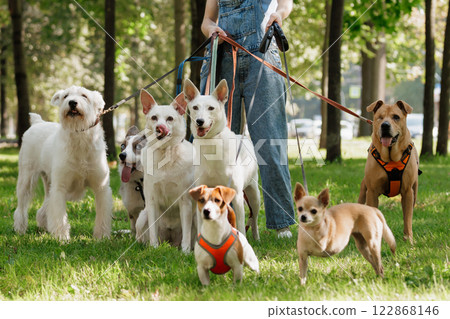 young woman Professional dog walker or pet sitter walks a pack of cute dogs of different breeds young woman Professional dog walker or pet sitter walks a pack of cute dogs of different breeds 122868146