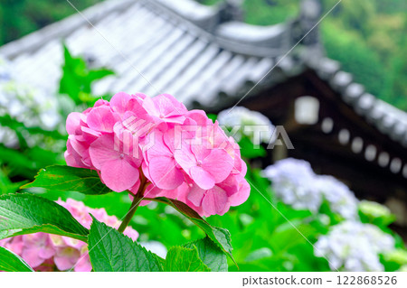 繡球 繡球 122868526