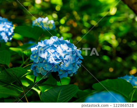 繡球 122868528