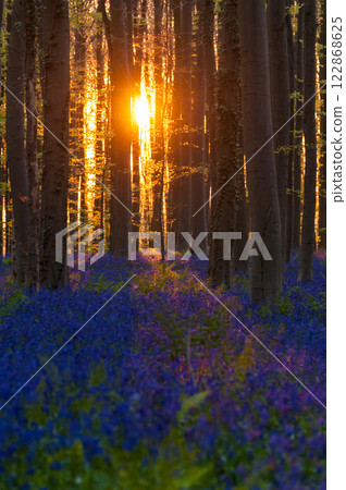 Sunrise illuminating bluebells Sunrise illuminating bluebells 122868625