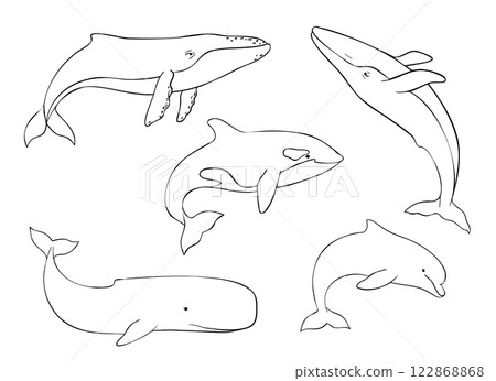 Set of Vector cetaceans fish. Underwater animal of Blue whale, Orcinus orca, Dolphin and cachalot. Hand drawn contour illustration of Aquatic placental marine mammal with flippers and tail. Etching of Set of Vector cetaceans fish. Underwater animal of Blue whale, Orcinus orca, Dolphin and cachalot. Hand drawn contour illustration of Aquatic placental marine mammal with flippers and tail. Etching of 122868868