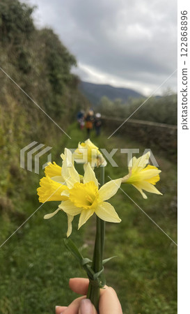 Bouquet of wild daffodils 122868896