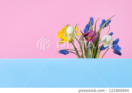 Spring flowers of tulips, muscari, daffodils, grouse on blue podium with place for text. Happy greeting card. Concept scene stage showcase for new product, promotion sale, cosmetic, presentation 122868904
