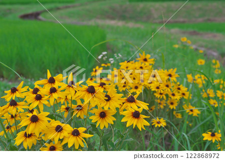初夏田園的金光菊(三王寺梯田:雲南大東町) 初夏田園的金光菊(三王寺梯田:雲南大東町) 122868972