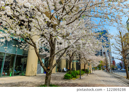 東京都千代田區神田錦町露台廣場前的櫻花 東京都千代田區神田錦町露台廣場前的櫻花 122869286