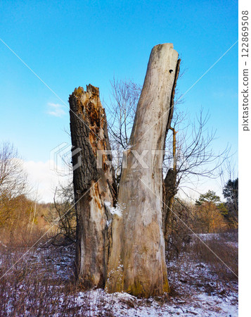The trunk of an old dead tree in the forest The trunk of an old dead tree in the forest 122869508