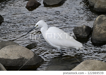 Egret Egret 122869539
