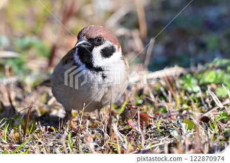 sparrow 122870974