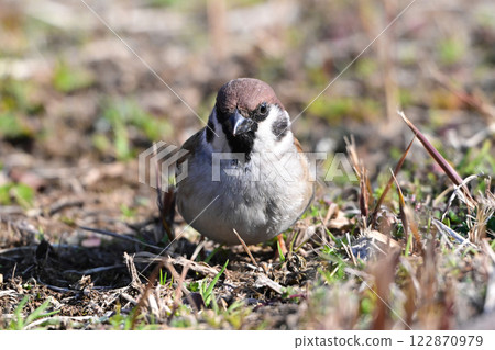 sparrow sparrow 122870979