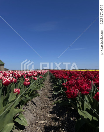Breathtaking Red Tulip Field in Full Bloom Against Dutch Sky 122871445