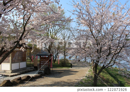 Spring in full bloom: Cherry blossom trees along Lake Kawaguchi 122871926