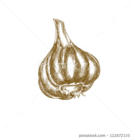 Garlic vector illustration. Hand drawn monochrome spicy vegetable clipart, fresh vegan painting for sauce product packing, menu, vegetarian cafe wallpaper design 122872133