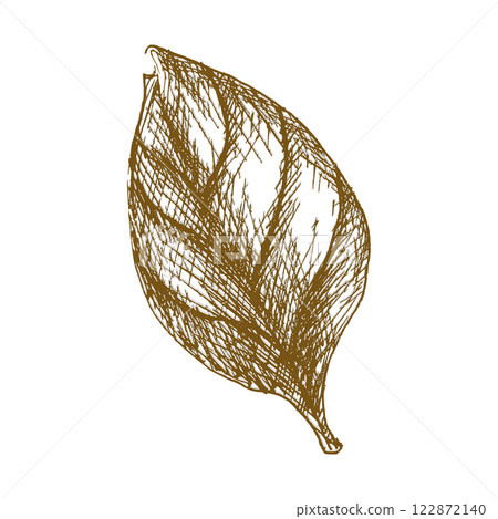 Basil leaf vector ink illustration. Hand drawn herb clipart, salad and sauce ingredient painting, black and white art for menu,cafe, restaurant design. Fresh spicy leaves engraving in outline style 122872140