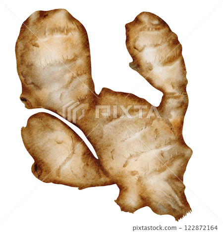 Ginger Watercolor. Hand drawn realistic ginger root. Clip art botanical illustration. Ideal for spice logo, cookbooks and natural cosmetics 122872164