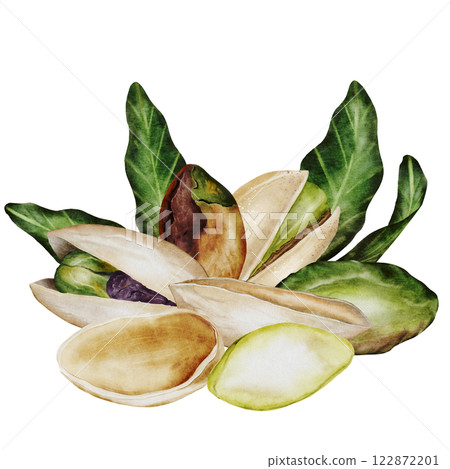 Pistachio watercolor composition. Hand drawn nut with shell isolated on white background. Realistic snack clip art. Ideal for logo, product packaging, banner 122872201