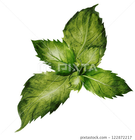 Mint leaves watercolor. Hand drawn peppermint plant on isolated white background. Clip art botanical realism. Ideal for logo and packaging of household chemicals, natural cosmetics and various drinks 122872217