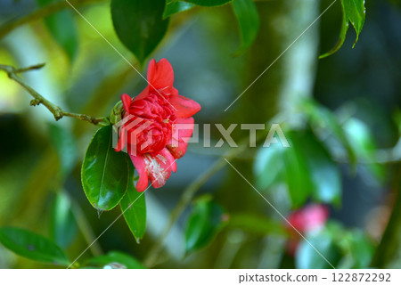 靈觀寺的名山茶花-日光山茶 靈觀寺的名山茶花-日光山茶 122872292
