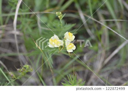 Common toadflax Common toadflax 122872499
