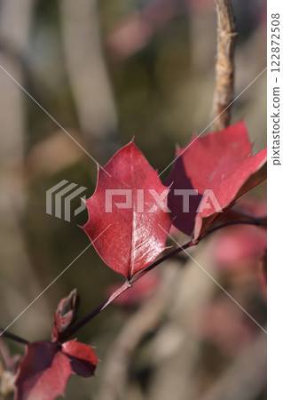 Oregon grape Oregon grape 122872508