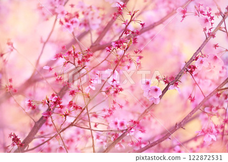 Spring pink blossom in garden, springtime cherry bloom, pastel and soft flower background. Selective focus, shallow DOF Spring pink blossom in garden, springtime cherry bloom, pastel and soft flower background. Selective focus, shallow DOF 122872531