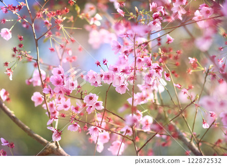 Spring pink blossom in garden, springtime cherry bloom, pastel and soft flower background. Selective focus, shallow DOF Spring pink blossom in garden, springtime cherry bloom, pastel and soft flower background. Selective focus, shallow DOF 122872532
