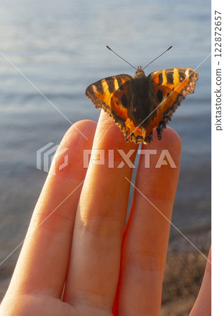 Butterfly on kid's finger 122872657