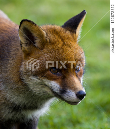 A stunning closeup view of a fox in Its natural habitat A stunning closeup view of a fox in Its natural habitat 122872852