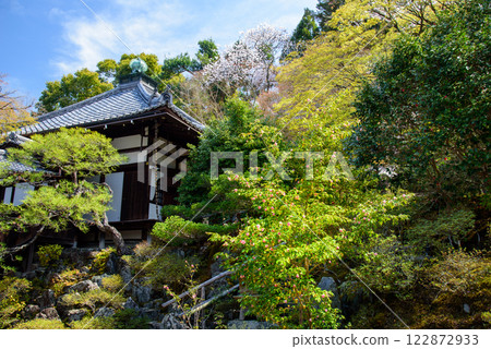 春季：山茶花和靈觀寺正殿 122872933