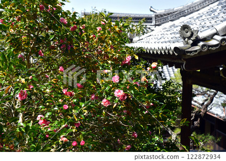 春季：山茶花和靈觀寺正殿 122872934