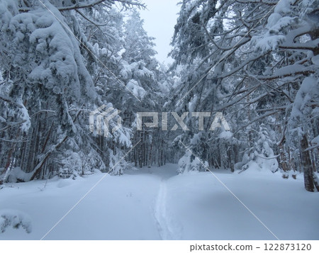 Yatsugatake in the harsh winter (the hiking trail from Minotoguchi to Gyojagoya) 122873120