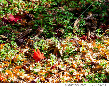 Beautiful scenery in late autumn: A carpet of vibrant autumn leaves 122873251