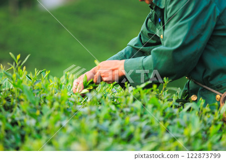 People picking green tea leaves in spring tea farm mountains People picking green tea leaves in spring tea farm mountains 122873799