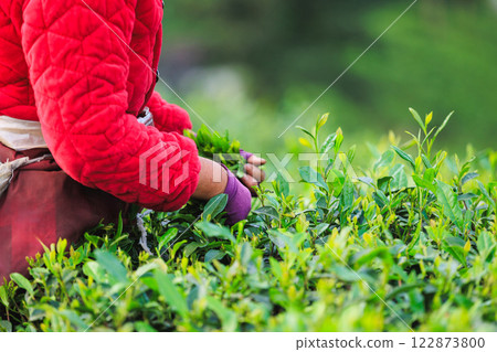 Woman picking green tea leaves in spring tea farm mountains Woman picking green tea leaves in spring tea farm mountains 122873800
