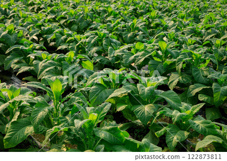 Tobacco leaf plant grow at field 122873811